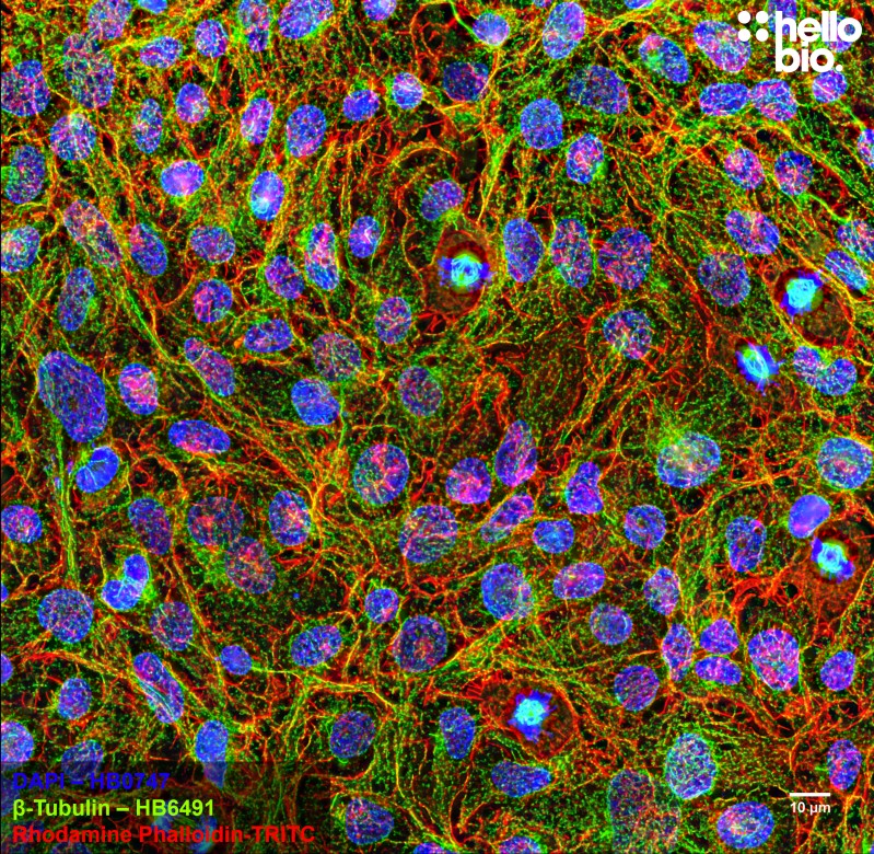 Figure 1. β-tubulin staining in HEK293T cells. Mounted using MightyMount<sup>TM</sup> Antifade Fluorescence Mounting Medium with Phalloidin-TRITC (aqueous).