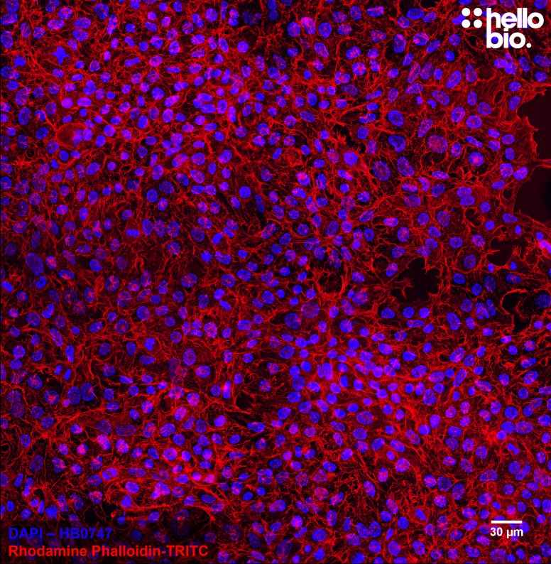 Figure 2. Fixed HEK293T cells mounted using MightyMount<sup>TM</sup> Antifade Fluorescence Mounting Medium with Phalloidin-TRITC (aqueous).