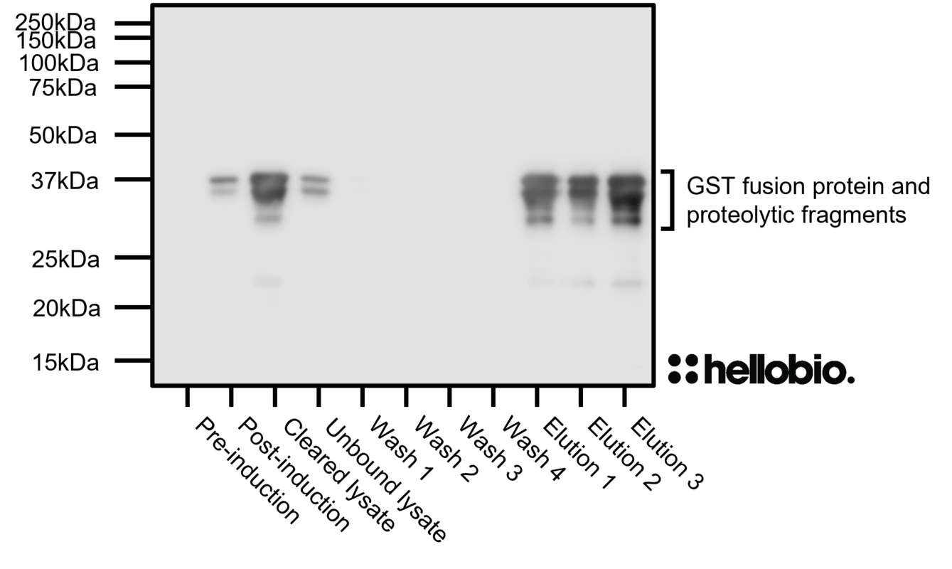 Figure 1. Expression and purification of a GST-fusion protein monitored using HB9897.