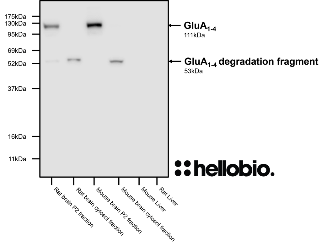 Figure 8. GluA<sub>1-4</sub> expression in various tissue lysates and preparations.