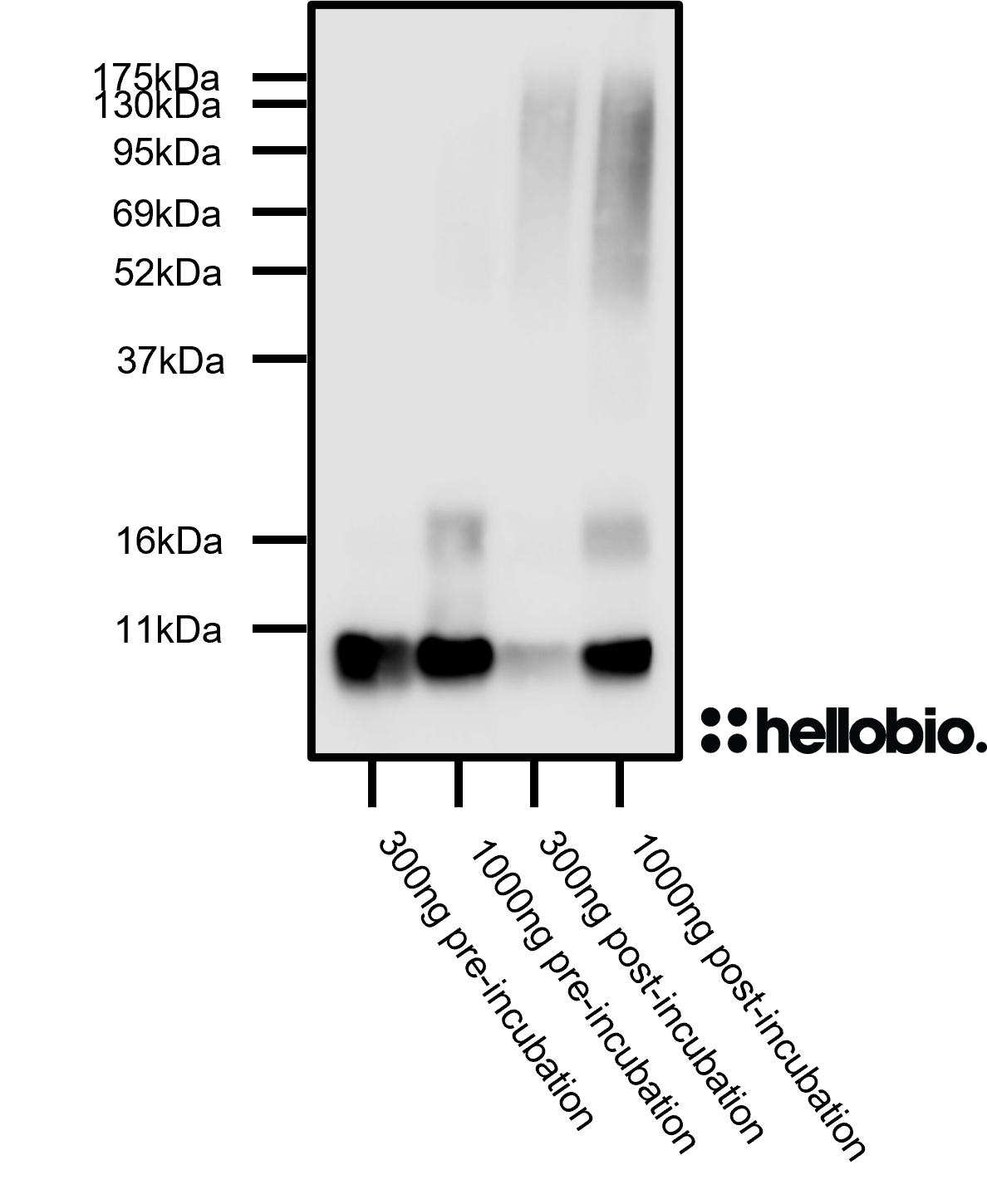 Figure 1. Detection of Aβ aggregation species using HB6580. 