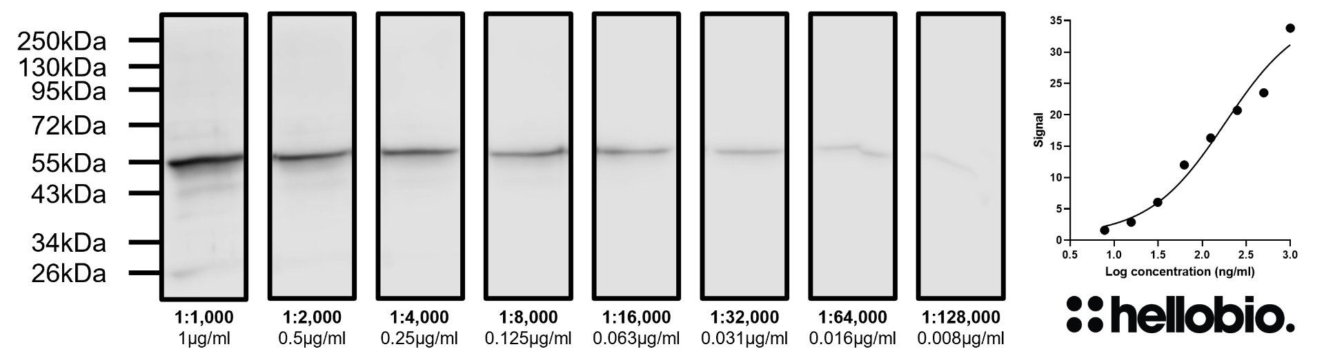 Figure 6. Concentration response of HB8001 staining in a rat brain cytosol preparation.