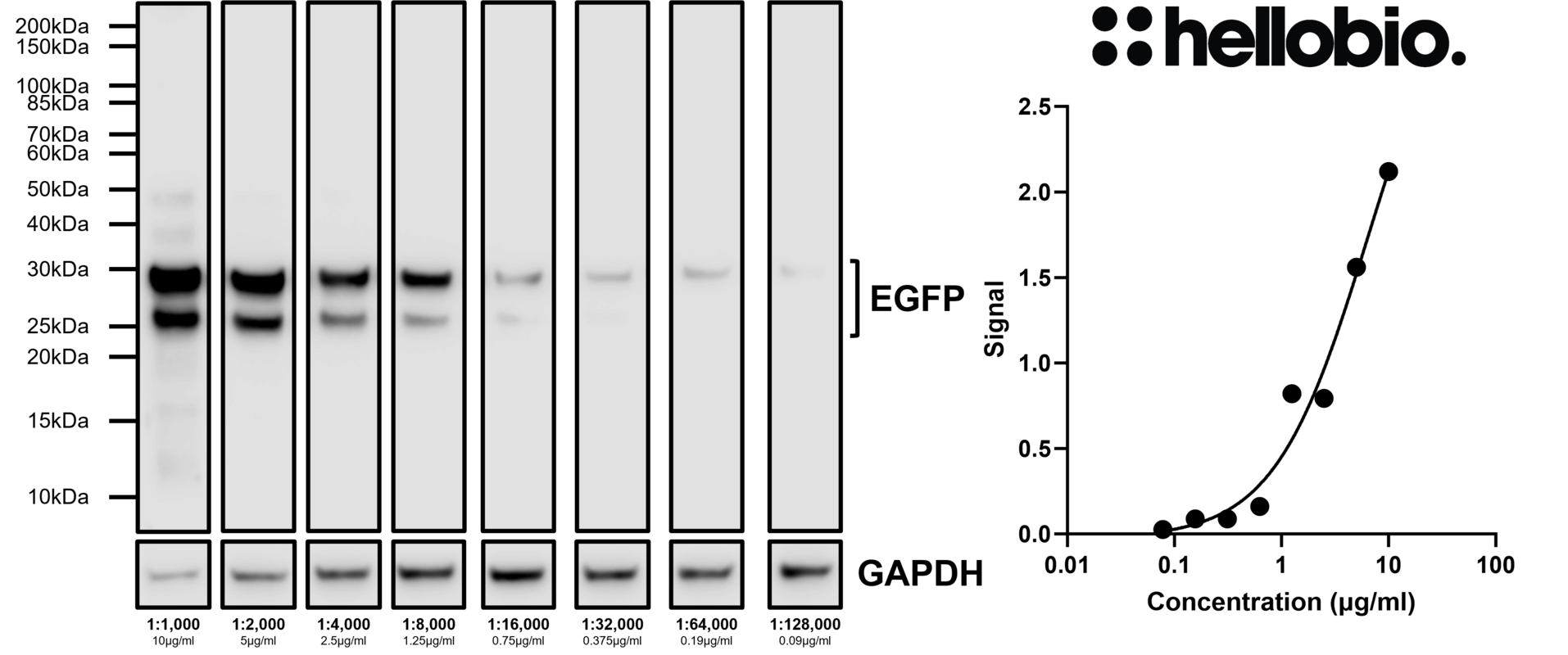 Figure 6. Concentration response of HB6381 staining in pEGFP-C2 transfected HEK293 cells.