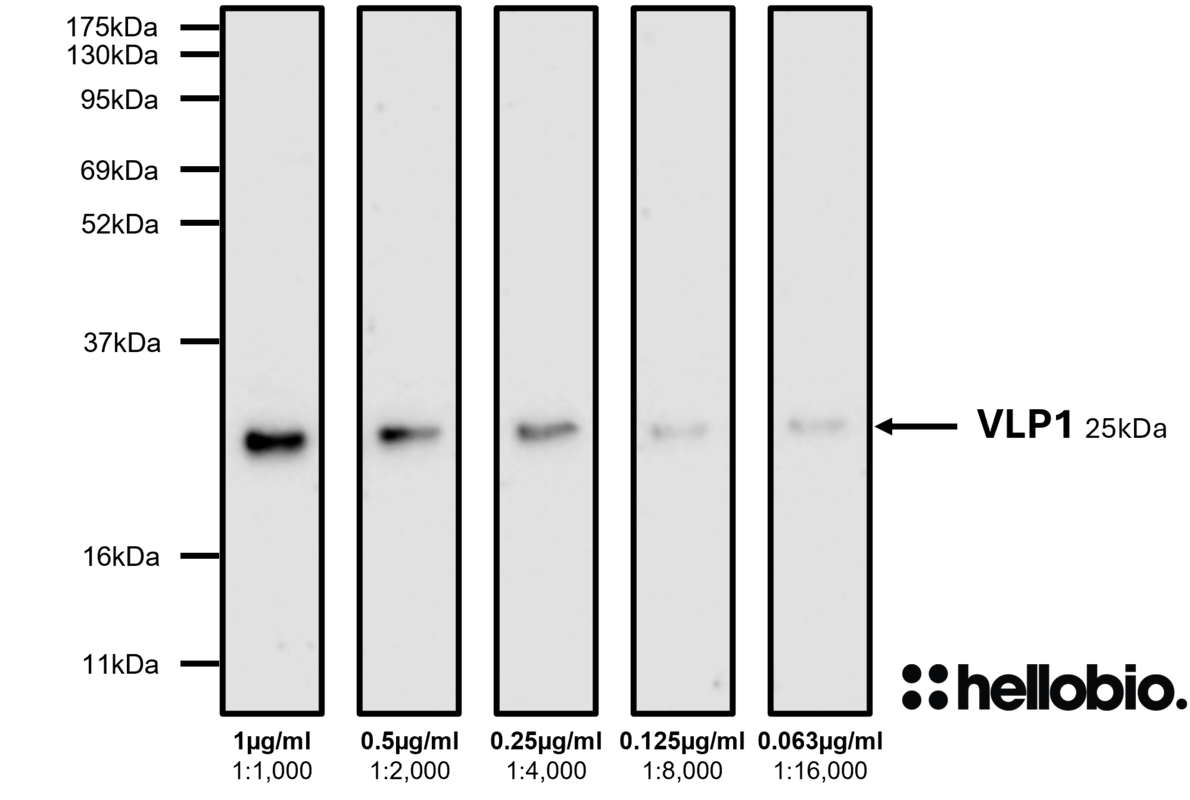 Figure 7.