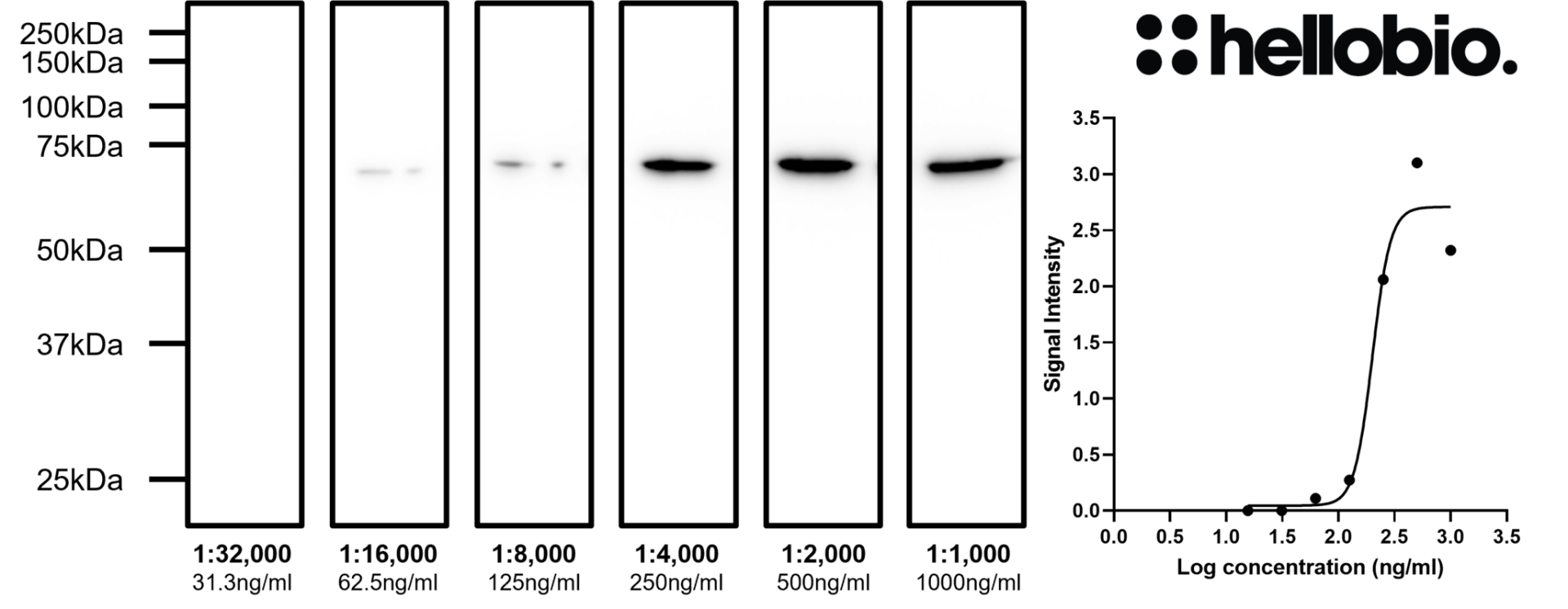 Figure 9. Concentration response of vimentin expression within HEK293 cell lysate.