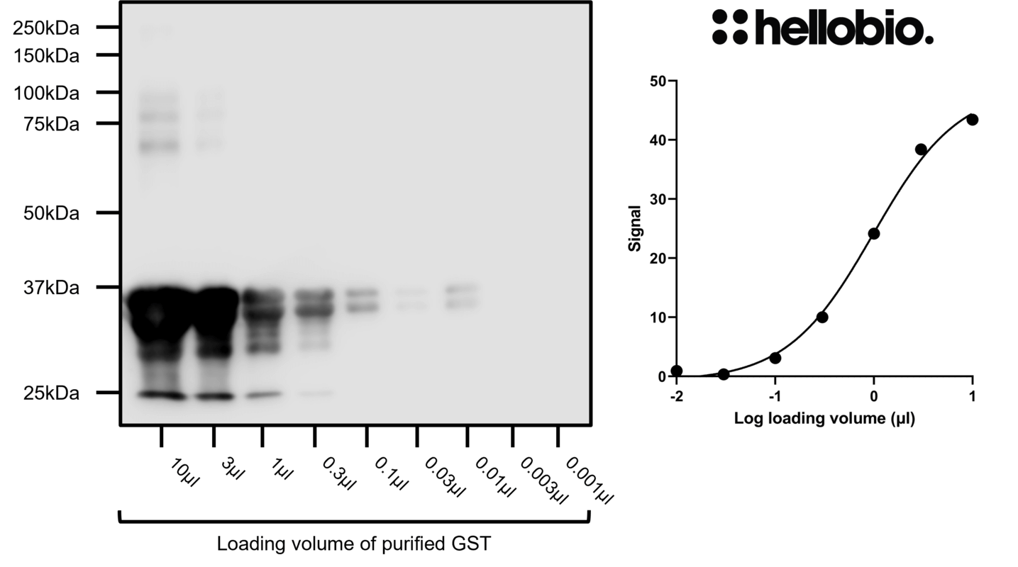 Figure 2. Concentration response of purified GST-tagged protein detected using HB9897.