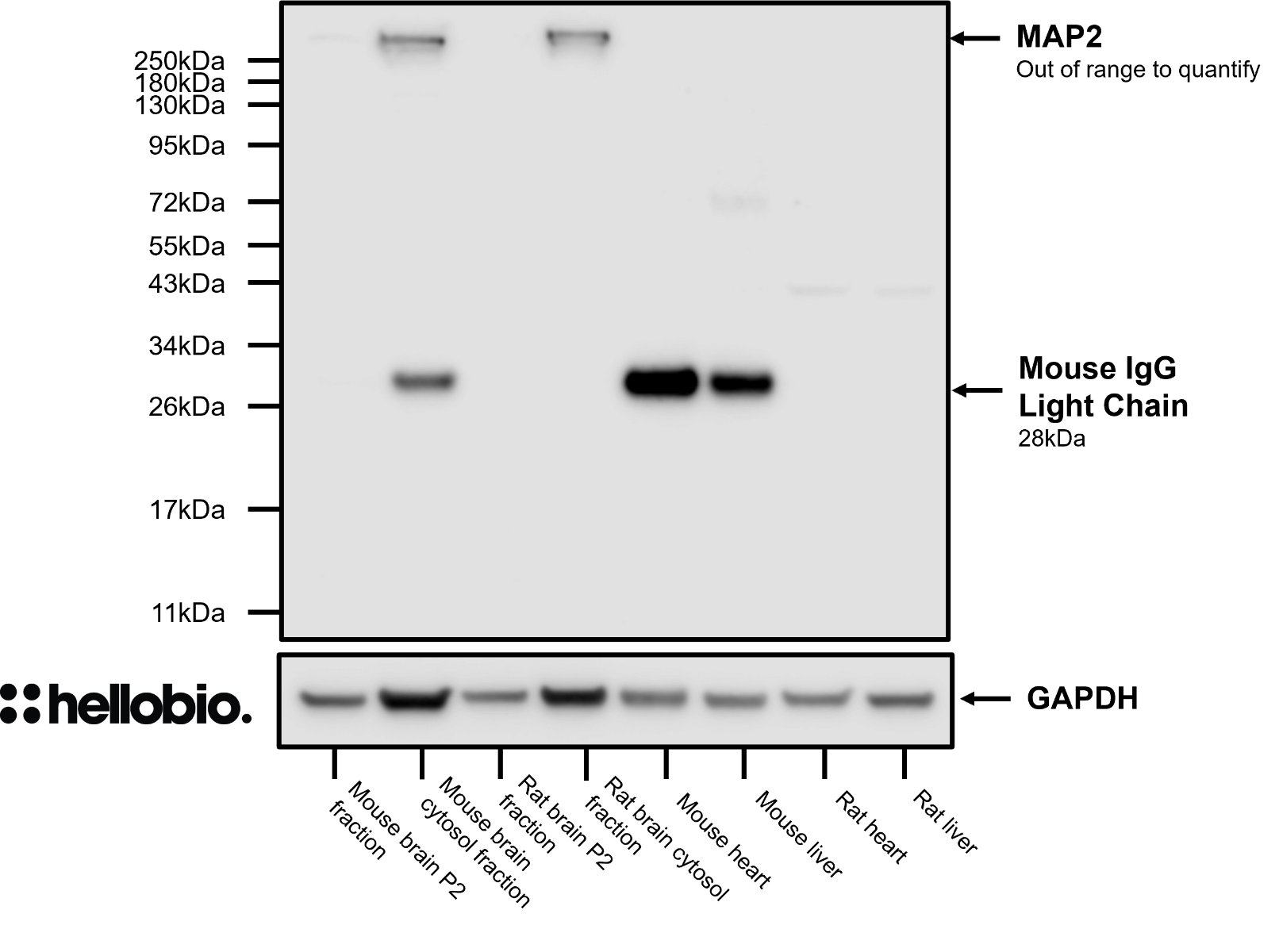 Figure 7. MAP2 expression in various tissue lysates and preparations. 