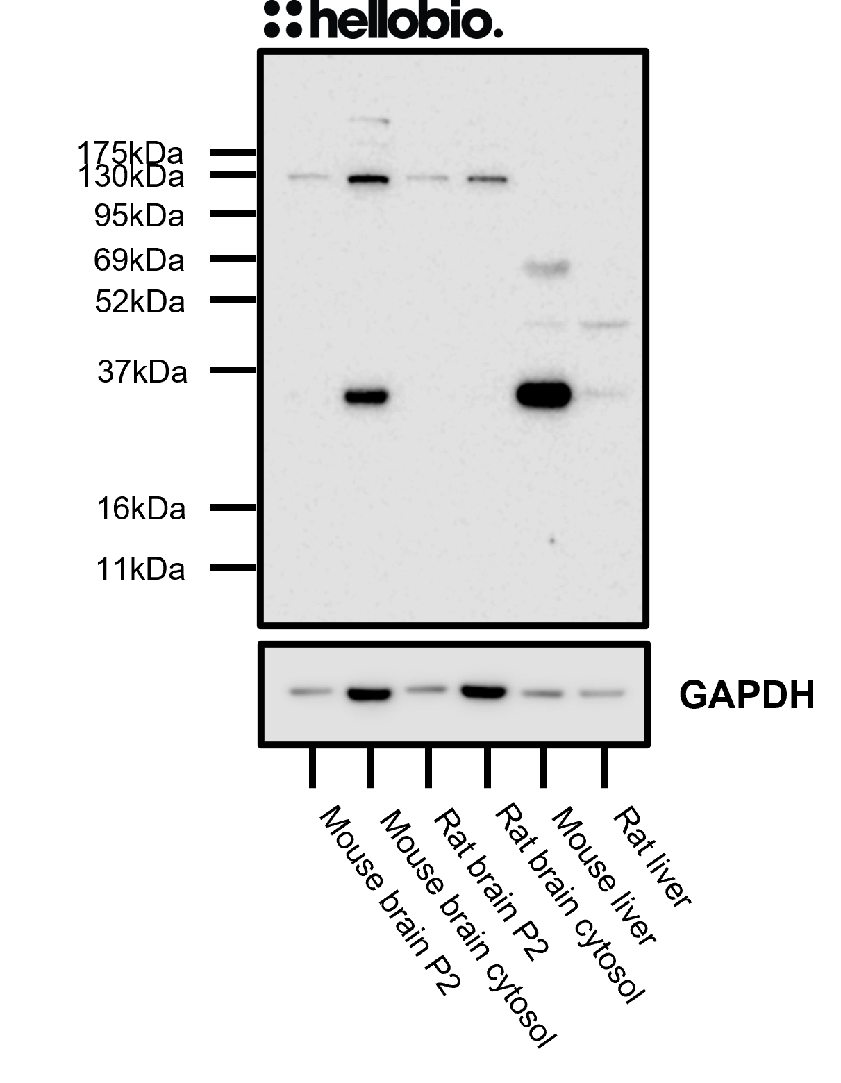 Figure 4. HB6580 staining in assorted mouse and rat tissue samples.