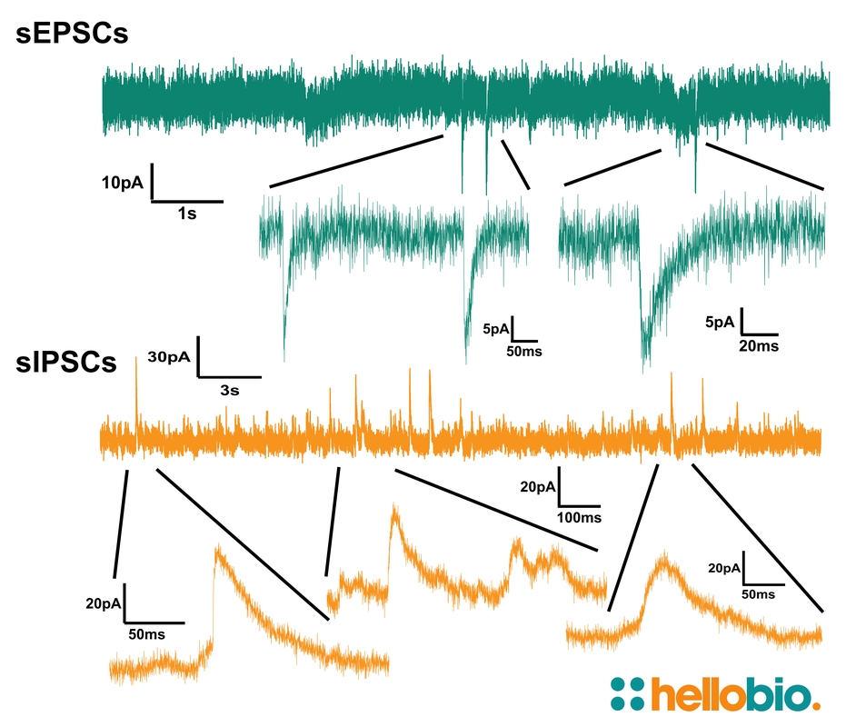 Figure 2. Spontaneous EPSC and IPSC currents recorded using aCSF Instant Powder (packets)