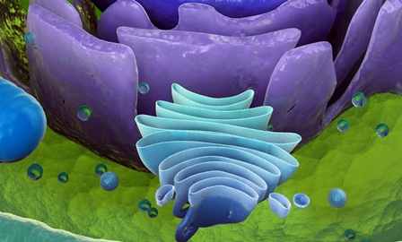 mGluR associated proteins review mGluR associated proteins review