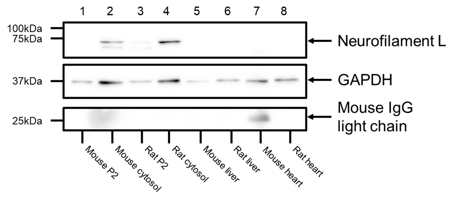 ECL detection using antibodies for targets at different molecular weights