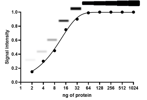 Graph to show the saturation of western blot signal at high levels of bound protein