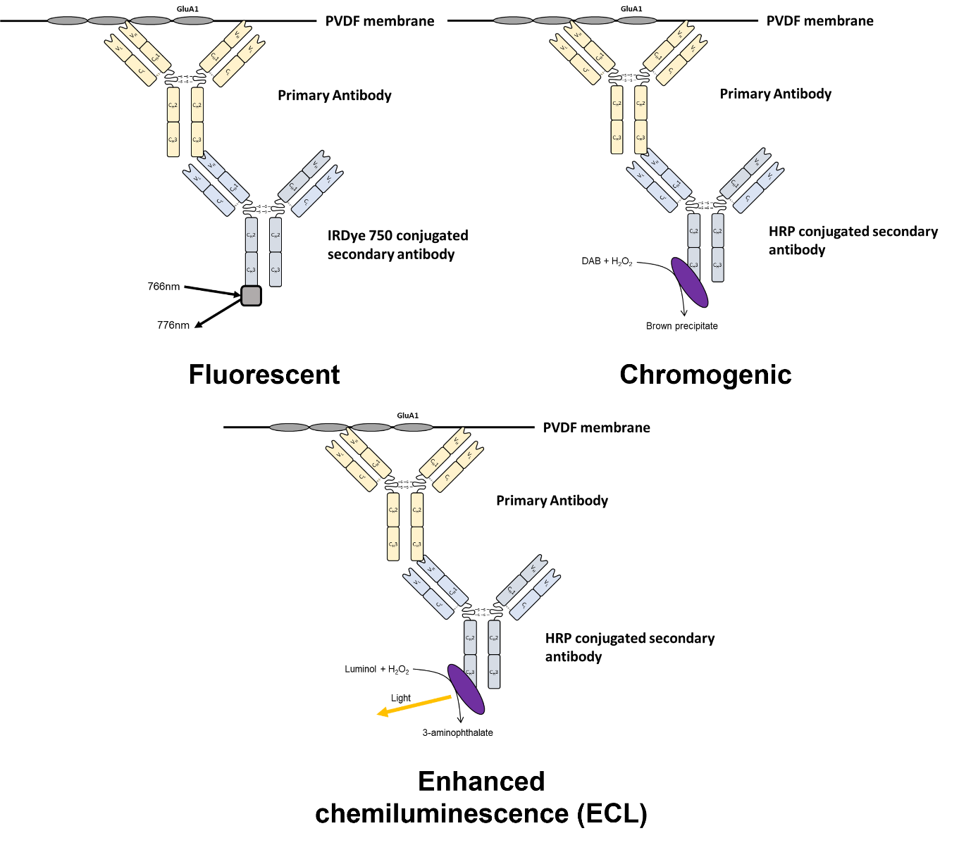 Overview of detection methodologies available for western blotting