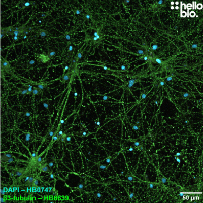 Anti beta III tubulin antibody ValidAb beta3 tubulin
