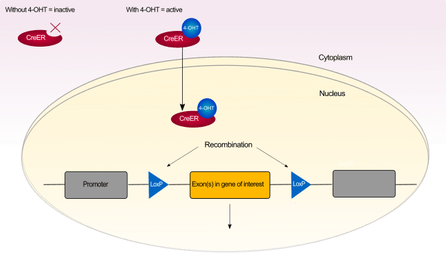 CreER ligand inducible Cre activity using 4-hydroxytamoxifen | Hello Bio CreER ligand inducible Cre activity using 4-hydroxytamoxifen