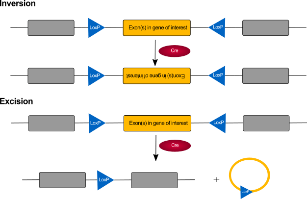 Principles of Cre Lox genome manipulation Cre Lox genome manipulation | Hello Bio