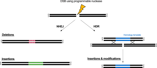 CreER ligand inducible Cre activity using 4-hydroxytamoxifen Double Strand Breaks in genome editing