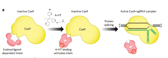 Evolved 4-hydroxytamoxifen dependent Cas9 Evolved 4-hydroxytamoxifen dependent Cas9