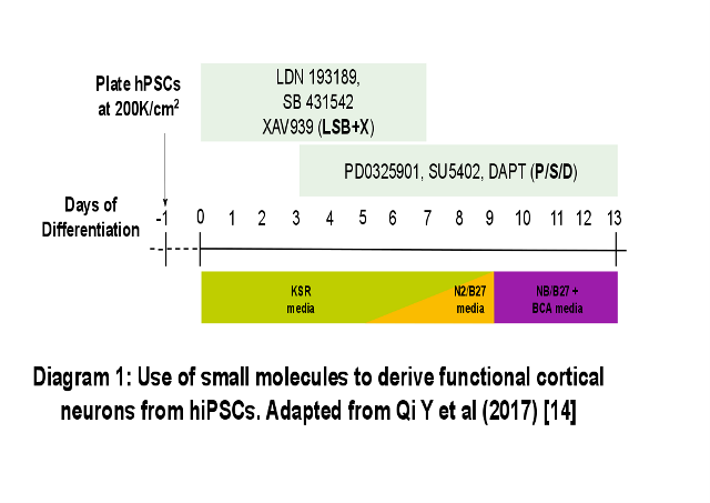 Deriving functional cortical neurons from hIPSCs Deriving functional cortical neurons from hIPSCs