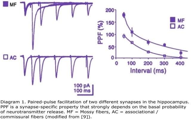 Diagram 2: Paired Pulse Facilitation Diagram 2: Paired Pulse Facilitation