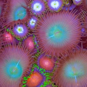 pain research tools neuroscience research tools