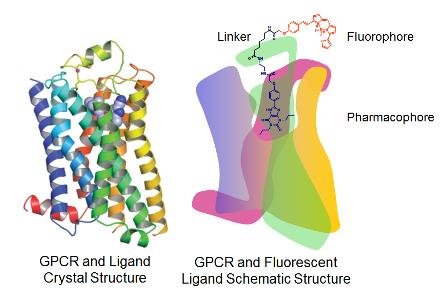 CellAura ligand schematic structure CellAura ligand schematic structure