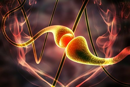 glutamate receptor agonists, antagonists and antibodies glutamate receptor synapse